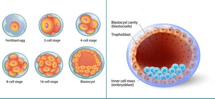 Blastocyst culture and transfer